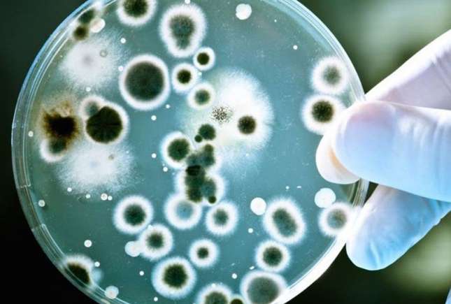 Infecțiile fungice invazive: Noua amenințare globală care se răspândește alarmant