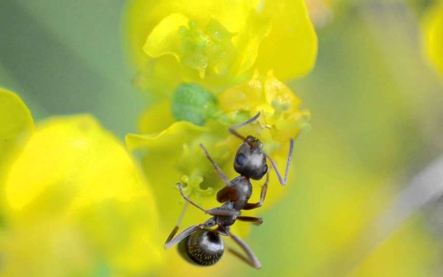 Poveste audio pentru copii: Furnica cea călătoare