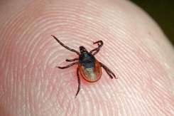 Medicul dermatolog spune când sunt periculoase muşcăturile de căpuşă