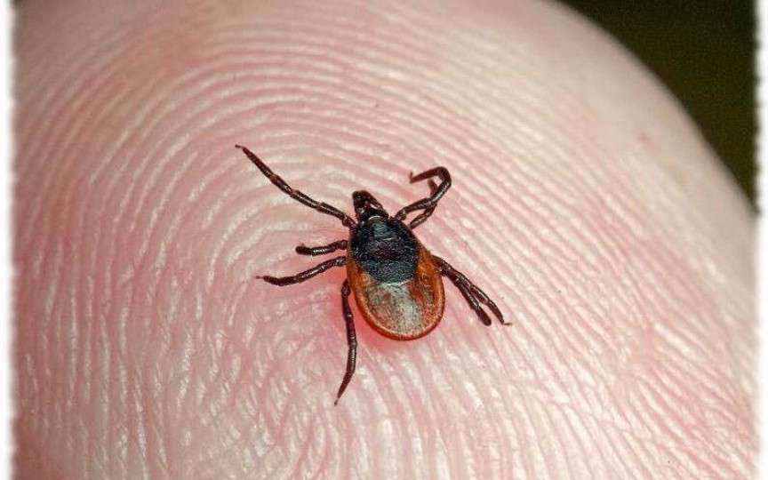 Medicul dermatolog spune când sunt periculoase muşcăturile de căpuşă