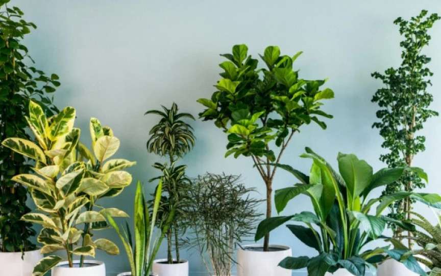 Ce să pui în apa cu care uzi florile, pentru a înflori mai repede. Florile vor fi mult mai rezistente
