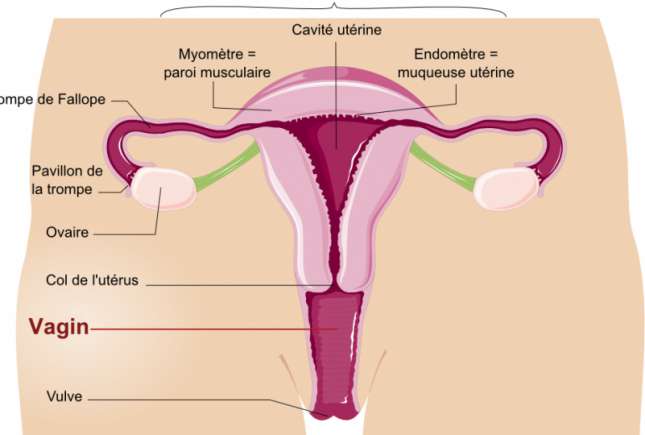 Medicul chirurg ginecolog, Maxim Calaraș, despre afecțiunile organelor genitale feminine
