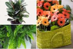 Top 11 cele mai sănătoase plante de apartament