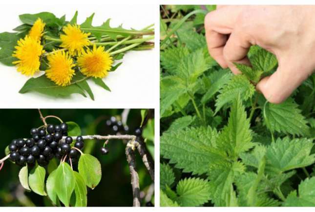 Top 5 plante care ajută la eliminarea toxinelor din organism