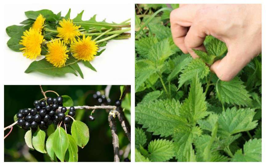 Top 5 plante care ajută la eliminarea toxinelor din organism