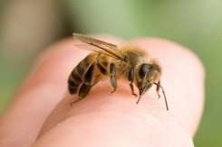 Pișcăturile de insecte la copii pot fi tratate cu ulei de cocos