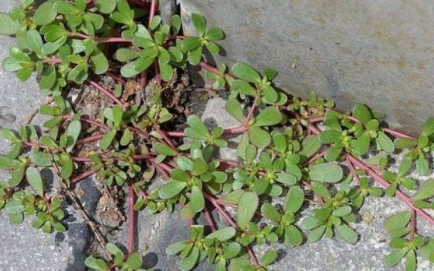 Iarba grasă – noi o considerăm buruiană, iar de străini e folosită în salate şi medicamente, fiind bogată în Omega-3