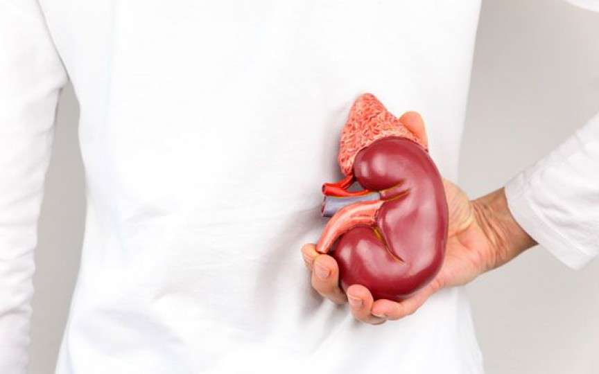 7 alimente care ne mențin rinichii sănătoși