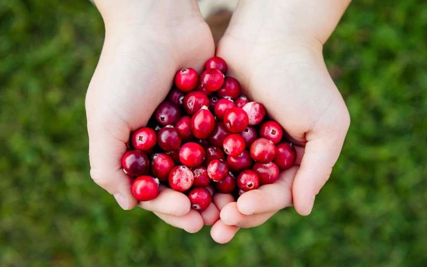 Consumul de merișoare, la copii: 6 beneficii uimitoare