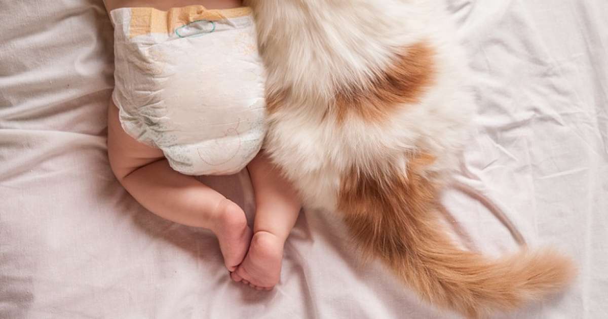 Pisica și bebelușul: 5 avantaje pentru bebelușii care cresc în preajma ...