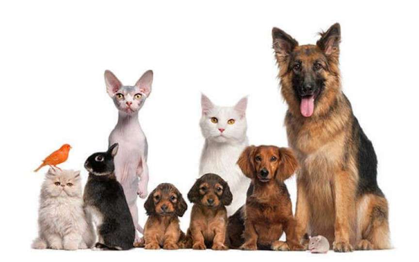 Animalele de companie: beneficii sau pericol pentru copii?