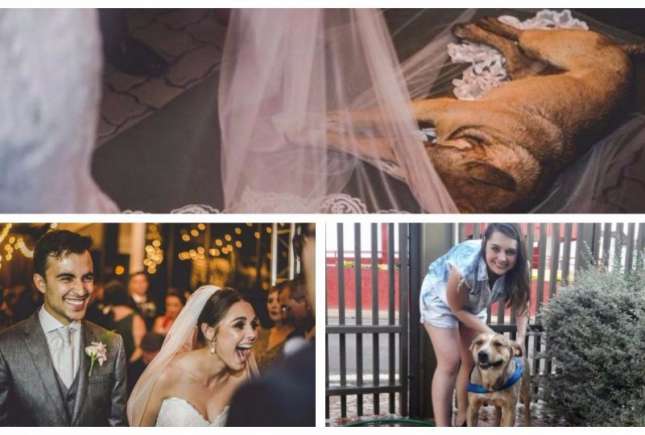 (Foto) Reacția unui cuplu după ce un câine vagabond era să le strice nunta