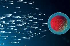 Top 6 factori care reduc capacitatea reproductivă a bărbaților