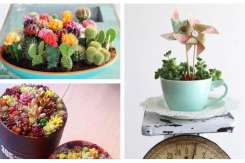 Vrei un decor deosebit în casă? Alege plantele suculente!