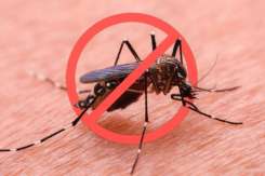 Cum să te protejezi de țânțari fără chimicale: 5 metode naturale eficiente