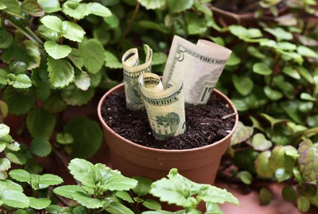 Dacă vrei să ai mai mult noroc și bogăție, înfrumusețează-ți locuința cu aceste plante