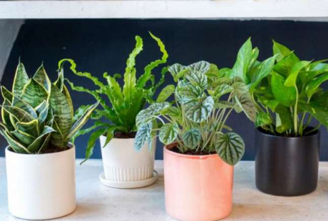 Plante care purifică aerul din casă