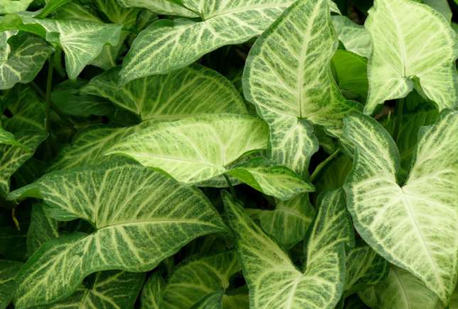 Planta care nu trebuie să-ți lipsească din locuință. Este considerată o adevărată binecuvântare, aduce norocul, sănătatea și iubirea în casa celor ce o au