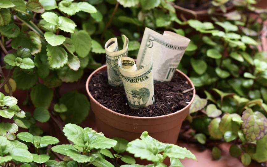Dacă vrei să ai mai mult noroc și bogăție, înfrumusețează-ți locuința cu aceste plante
