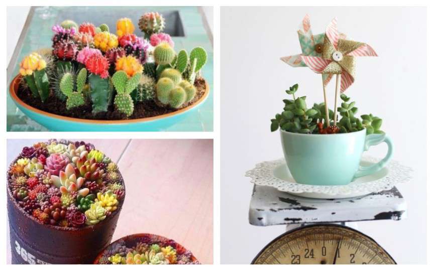 Vrei un decor deosebit în casă? Alege plantele suculente!