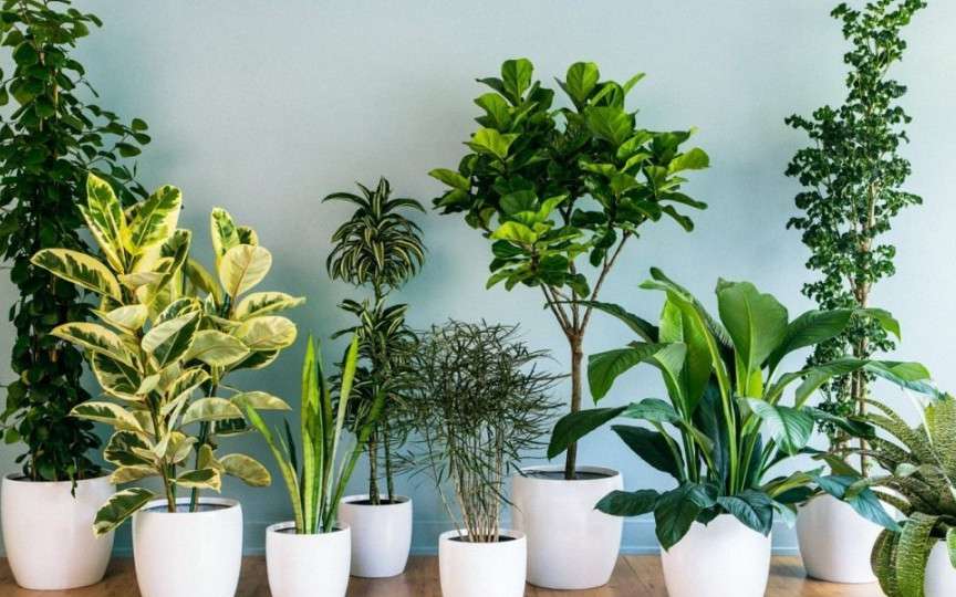 4 plante ce sunt adevărate bombe de oxigen și care curăță aerul din casa ta