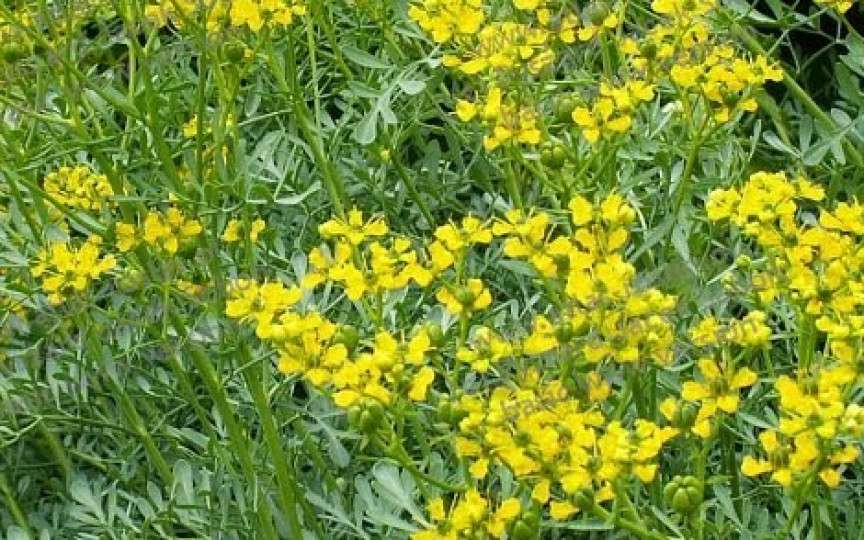 Aceasta este planta care atrage norocul și alungă spiritele rele. Te va ajuta să ai o viață mai bună