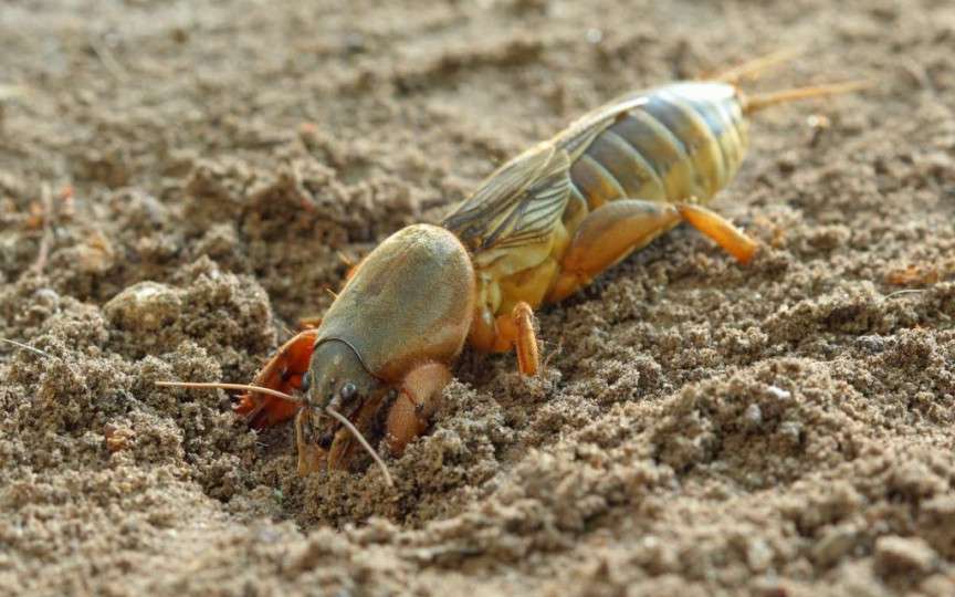 Cum scapi de coropișnițele care îți distrug grădina. Sfaturile care îți vor salva recolta: doar așa le alungi pentru totdeauna