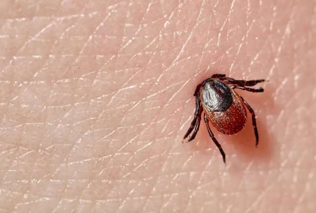 ANSP avertizează asupra riscului crescut de mușcături de căpușe în sezonul cald