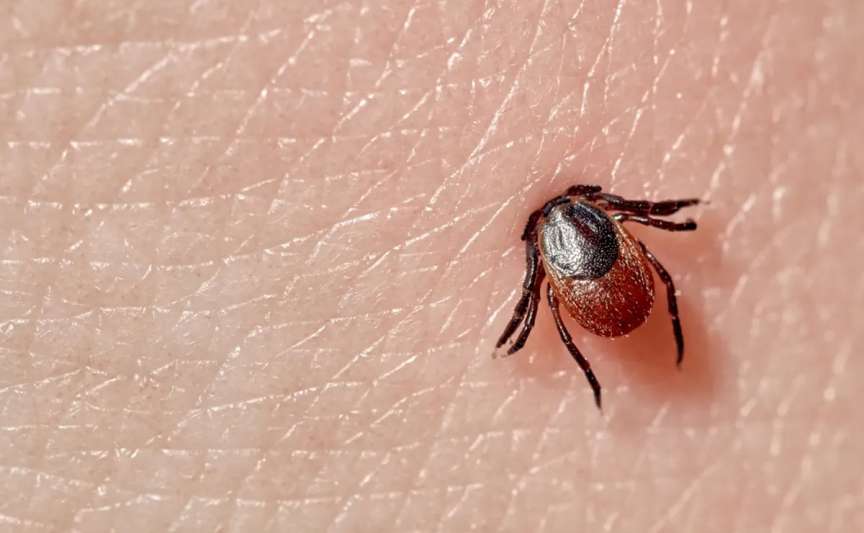 ANSP avertizează asupra riscului crescut de mușcături de căpușe în sezonul cald
