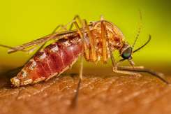 Grecia confirmă primul caz de West Nile din 2026: ce trebuie să știe turiștii