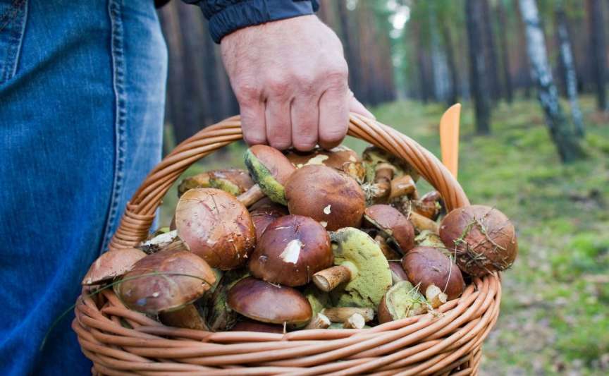 45 de persoane, inclusiv trei copii, au fost afectate de intoxicații cu ciuperci